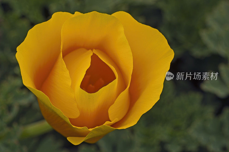 花菱草;Eschscholzia californica;威尔士虚张声势;加州。橙色的花。罂粟科。Fiscalini牧场保护区。花的特写。